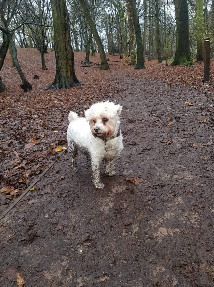 muddy-puppy-on-walk-in-woods